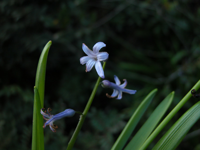 Hyacinthus orientalis